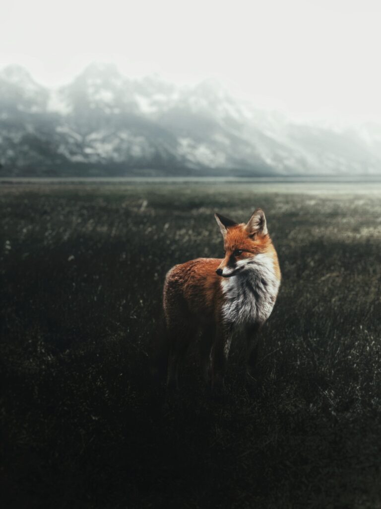 Fox out of hibernation