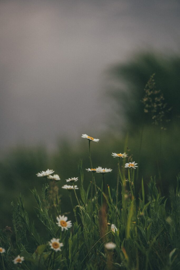 daisies in dark field