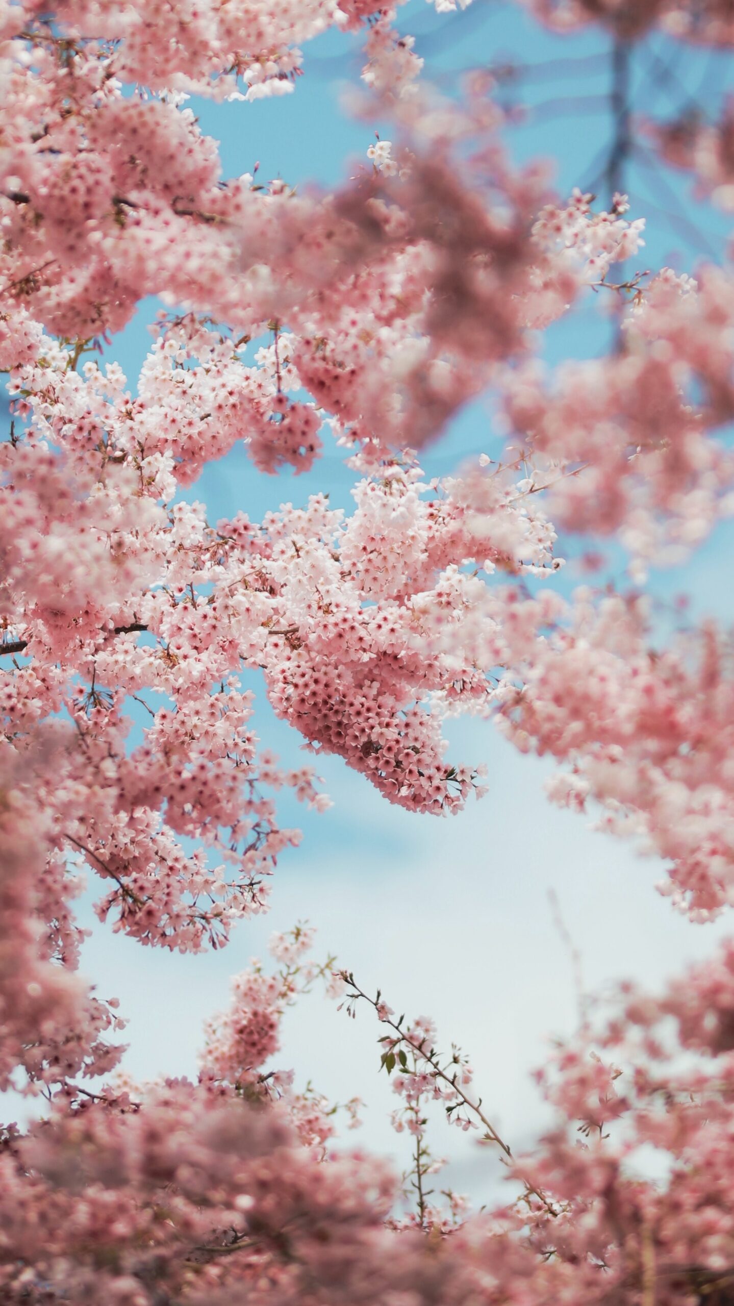 Pink cherry blossoms agains a blue sky