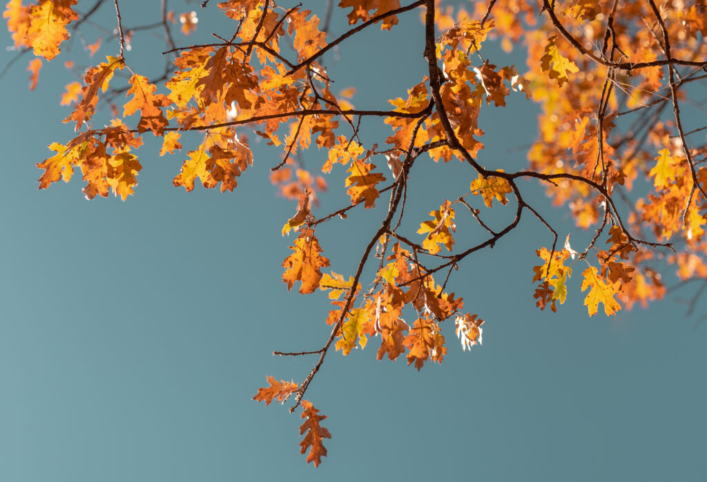 Orange fall leaves on tree branch with blue sky