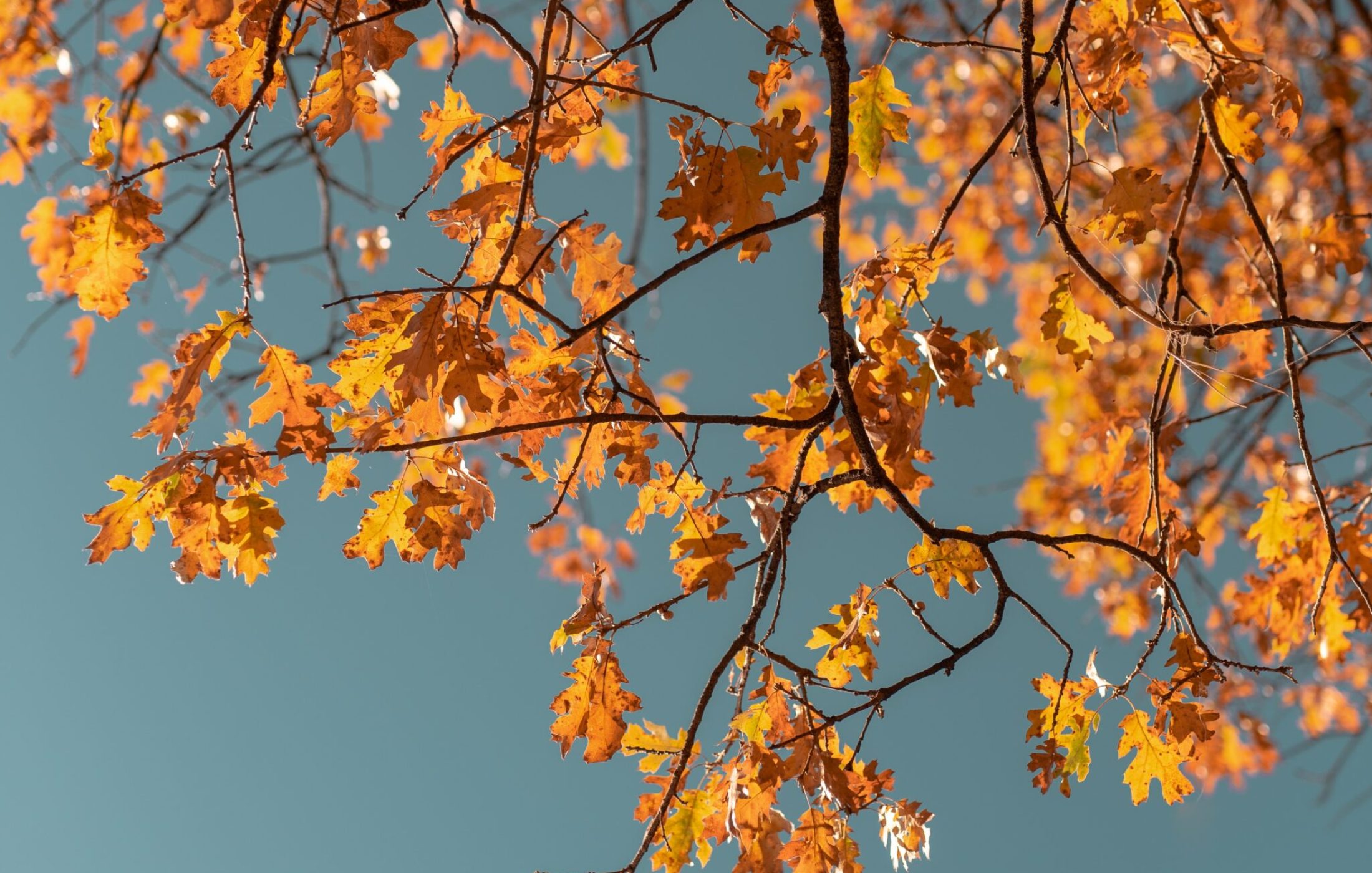 Fall leaves and blue sky